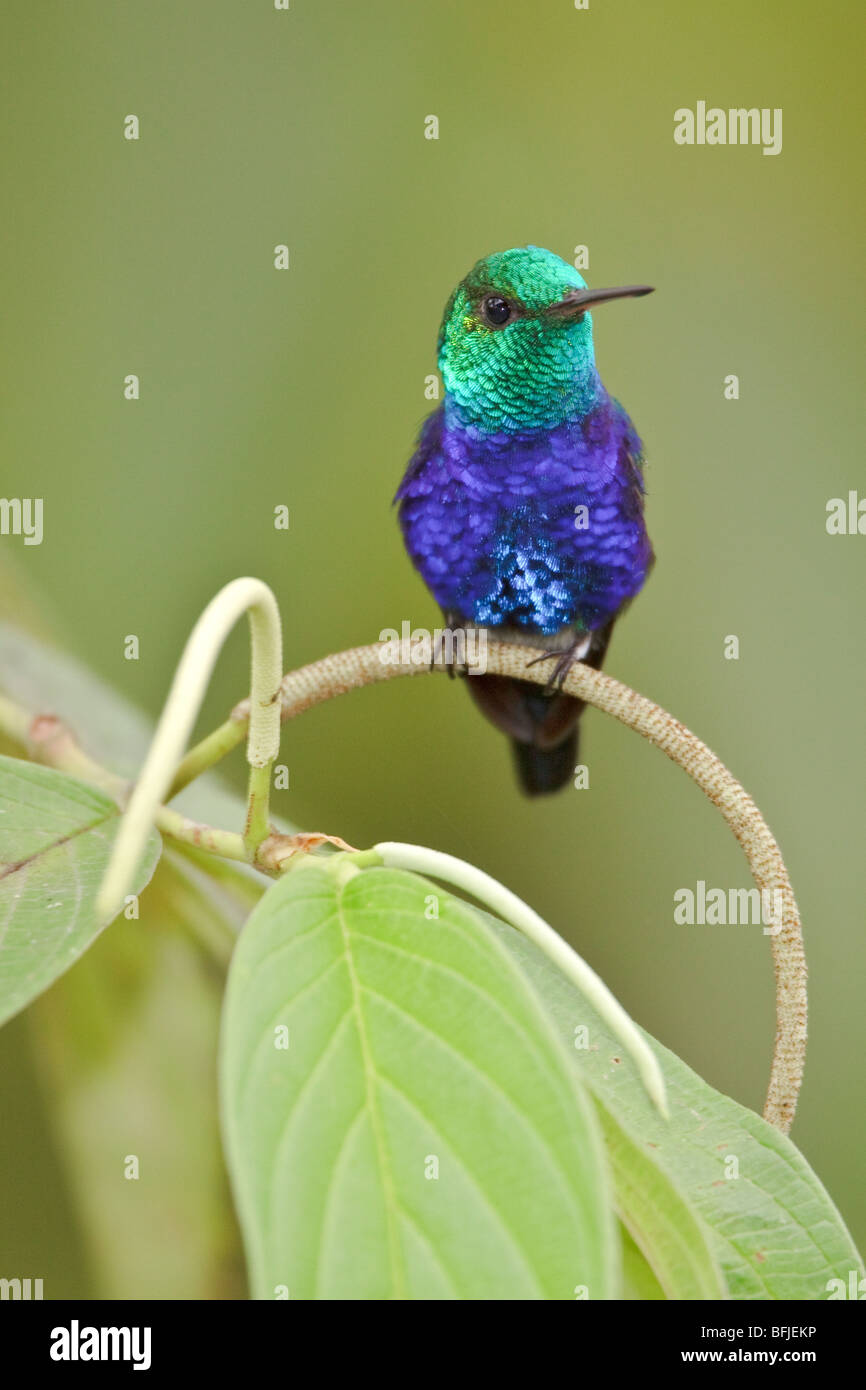 Violett-bellied Kolibri (Damophila Julie) thront auf einem Ast im Buenaventura Lodge in Südwest-Ecuador. Stockfoto