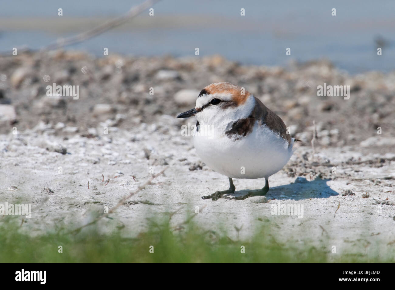 Seeregenpfeifer (Charadrius Alexandrinus) - Seeregenpfeifer Stockfoto