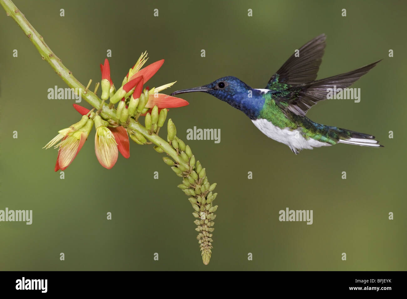 Weiß-necked Jakobiner (Florisuga Mellivora) Fütterung auf eine Blume während des Fluges in der Bueneventura Lodge in Südwest-Ecuador. Stockfoto