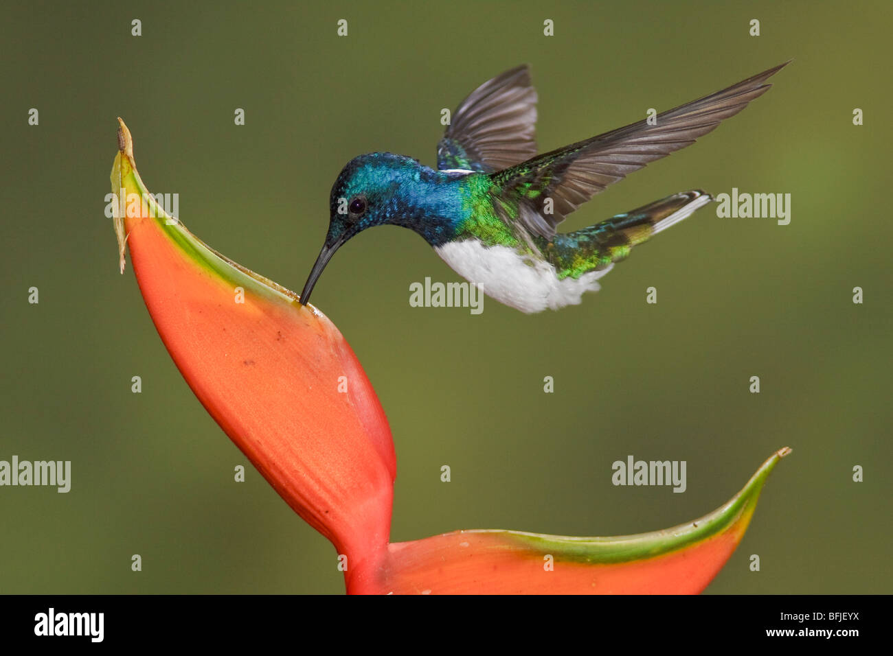 Weiß-necked Jakobiner (Florisuga Mellivora) Fütterung auf eine Blume während des Fluges in der Bueneventura Lodge in Südwest-Ecuador. Stockfoto