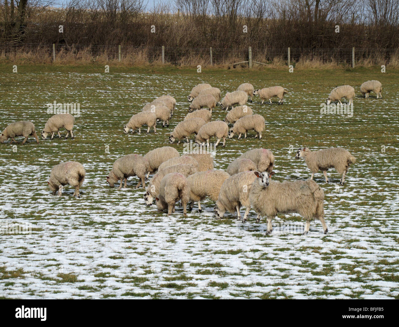 North Country Maultier Schaf Schafe in Lamm auf verschneiten Weide, Dorset Stockfoto