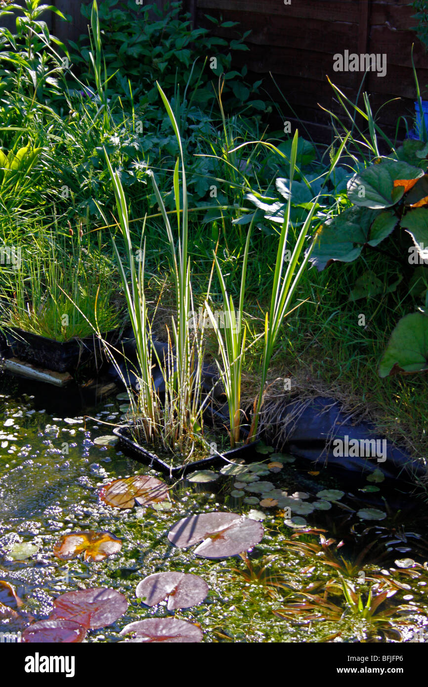 CONTAINERISIERTE MARGINAL TEICHPFLANZEN WACHSEN IN EINEM KLEINEN HEIMISCHEN GARTEN TIERWELT TEICH. Stockfoto