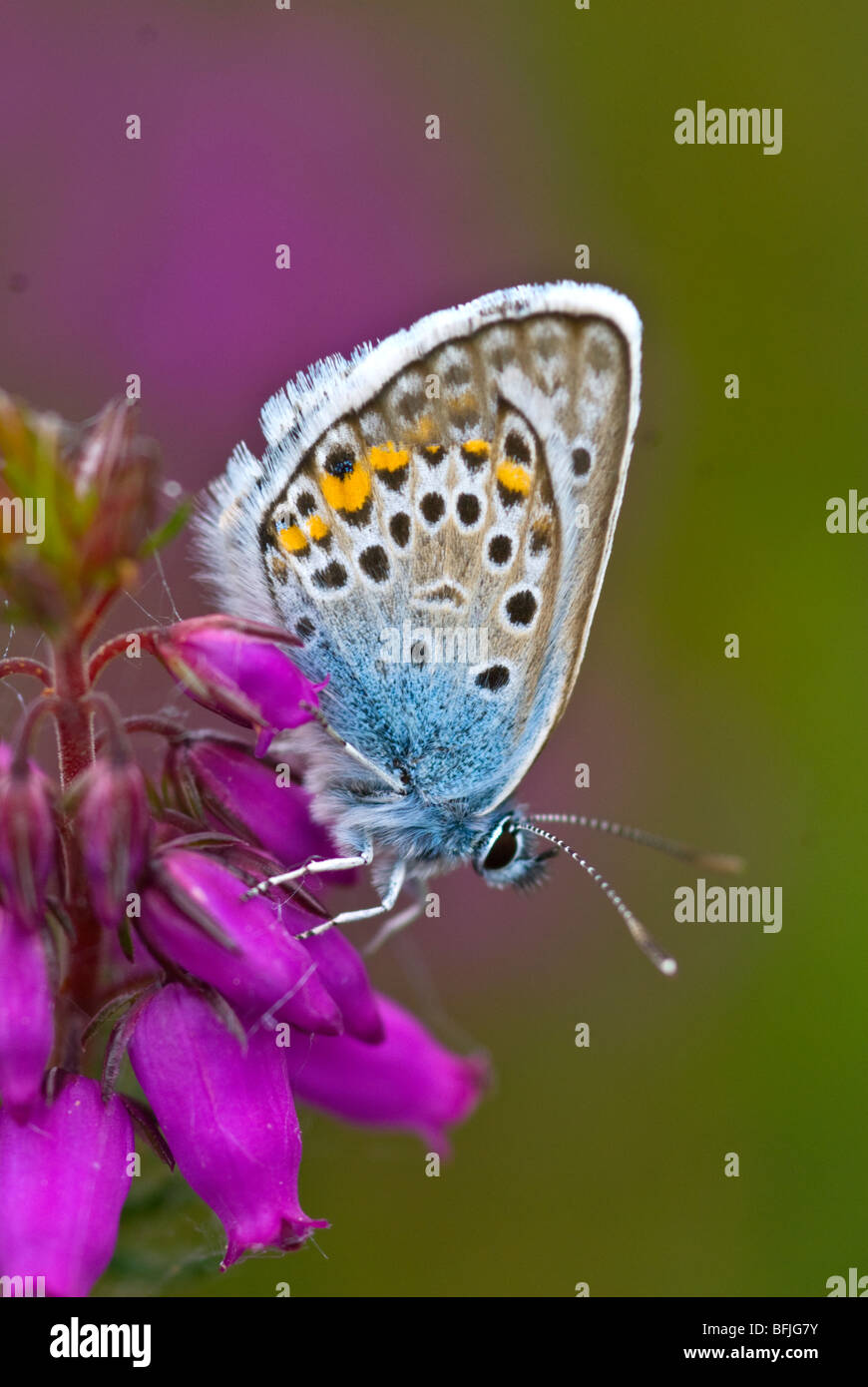 Blauer Schmetterling Silber verziert Stockfoto