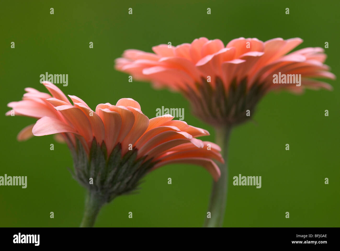 Blume-Detail Stockfoto