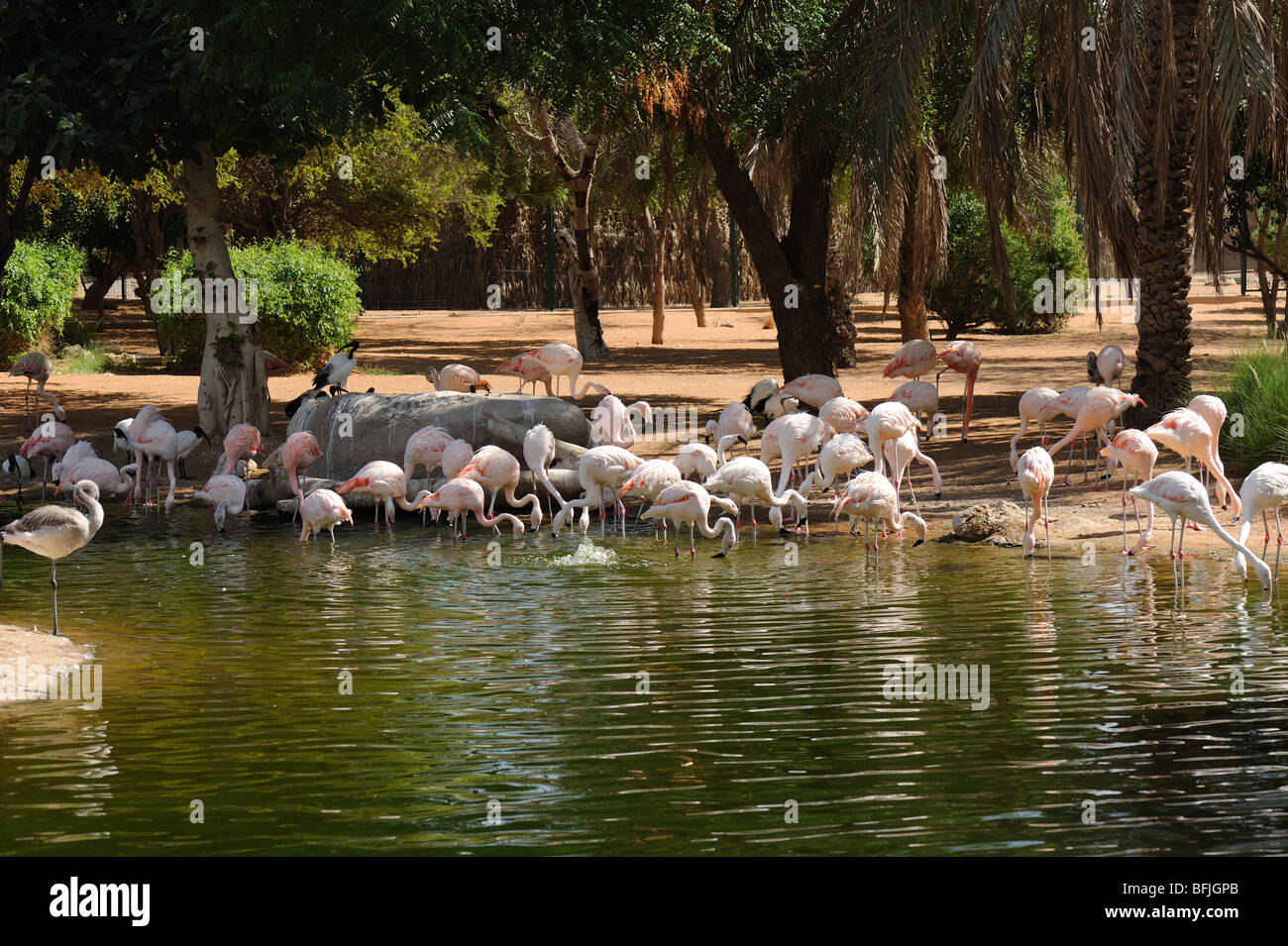 Größere Flamingos (Phoenicopterus Roseus) in Al Ain Zoo, Vereinigte Arabische Emirate Stockfoto