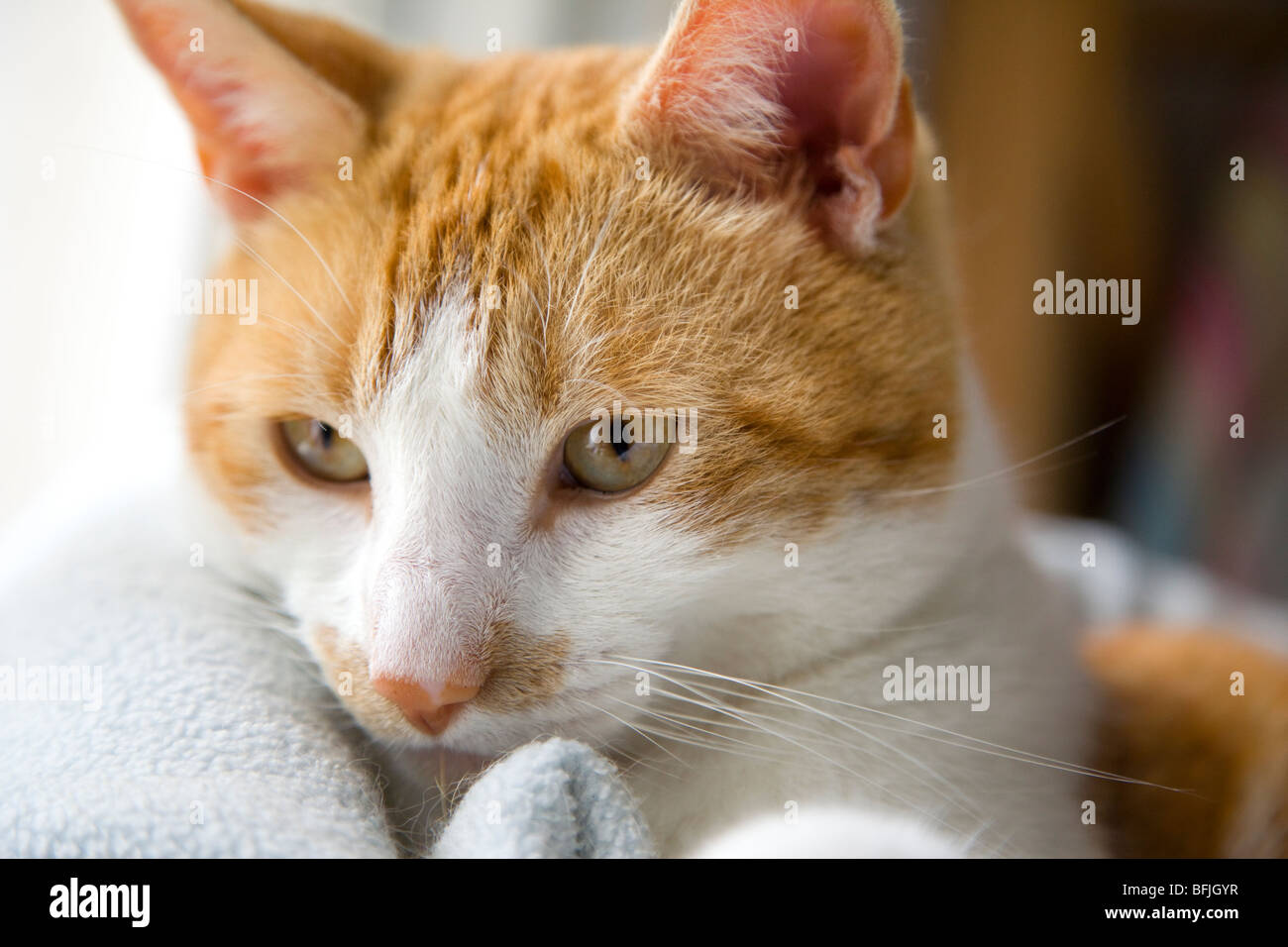 Eine Katze in seinem Korb zu Hause. Stockfoto