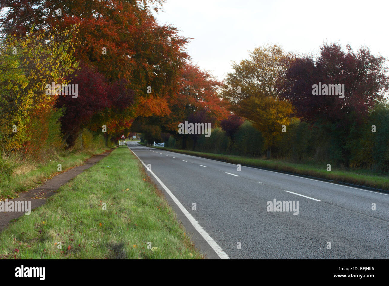 Herbstliche Bäume entlang der A40 Eingabe West Wycombe, Buckinghamshire, Großbritannien Stockfoto