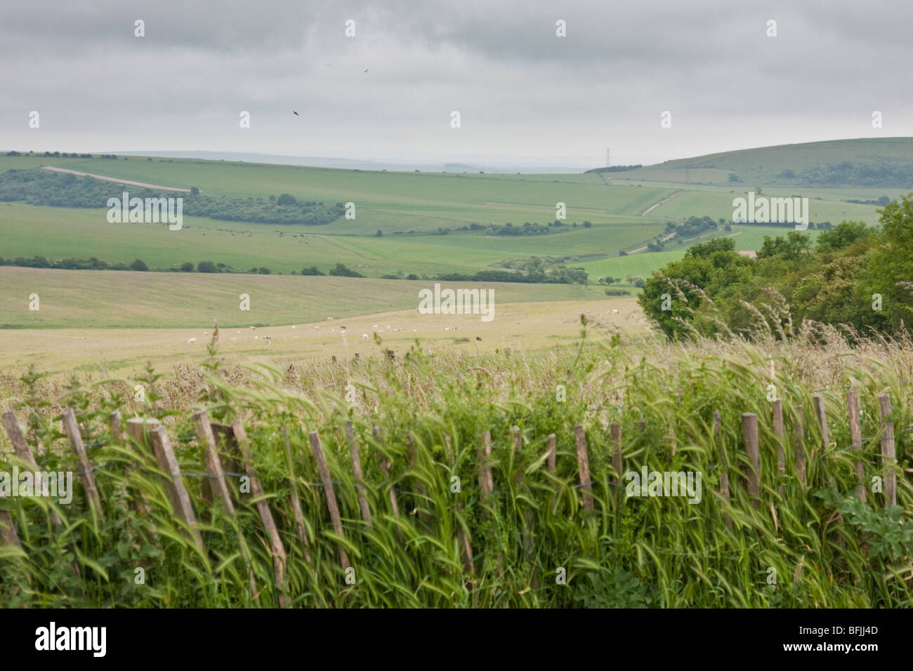 Öffentlichen Wanderweg in der Nähe von Cissbury Ring in West Sussex England Stockfoto