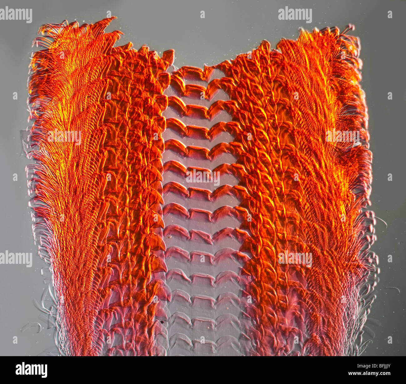 Mikrophotographie Haliotis SP. Radulla zeigt Zähne wie Strukturen Stockfoto