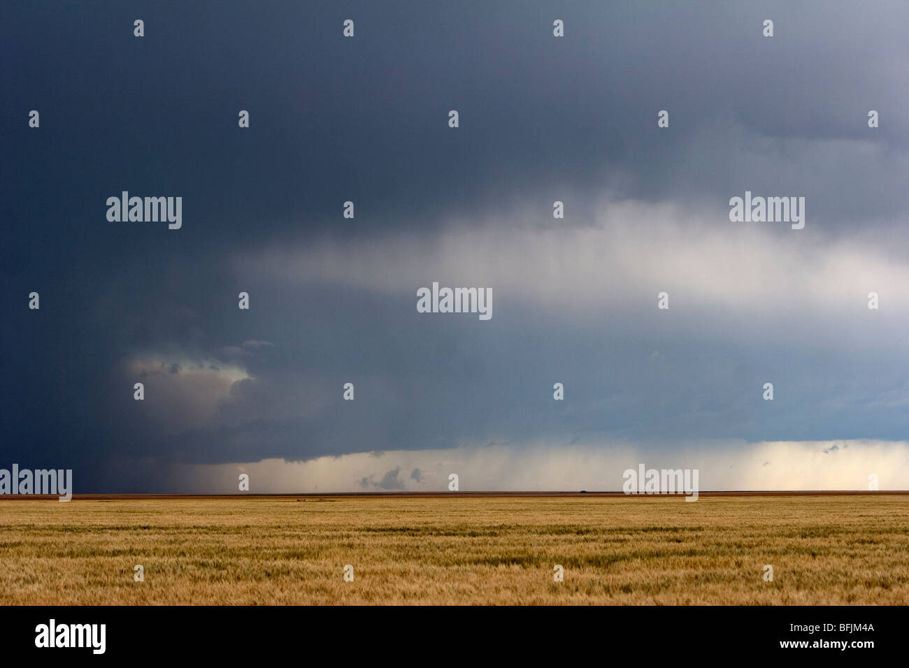 Ein dunkler Himmel in der Ferne mit Quecke Feld oder Prärie im Vordergrund. RF Stockfoto