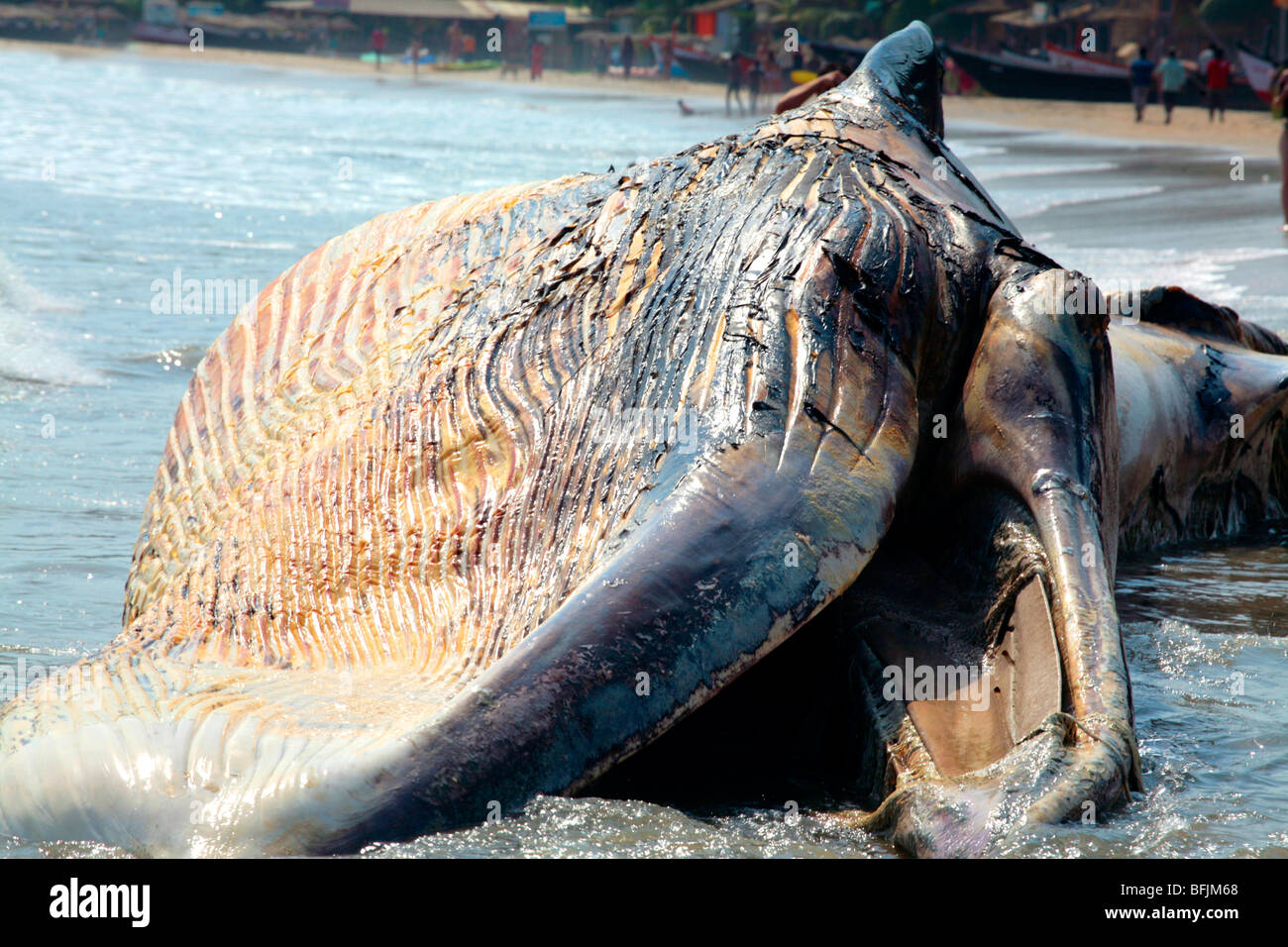 Tote Wale angespült in goa Stockfoto