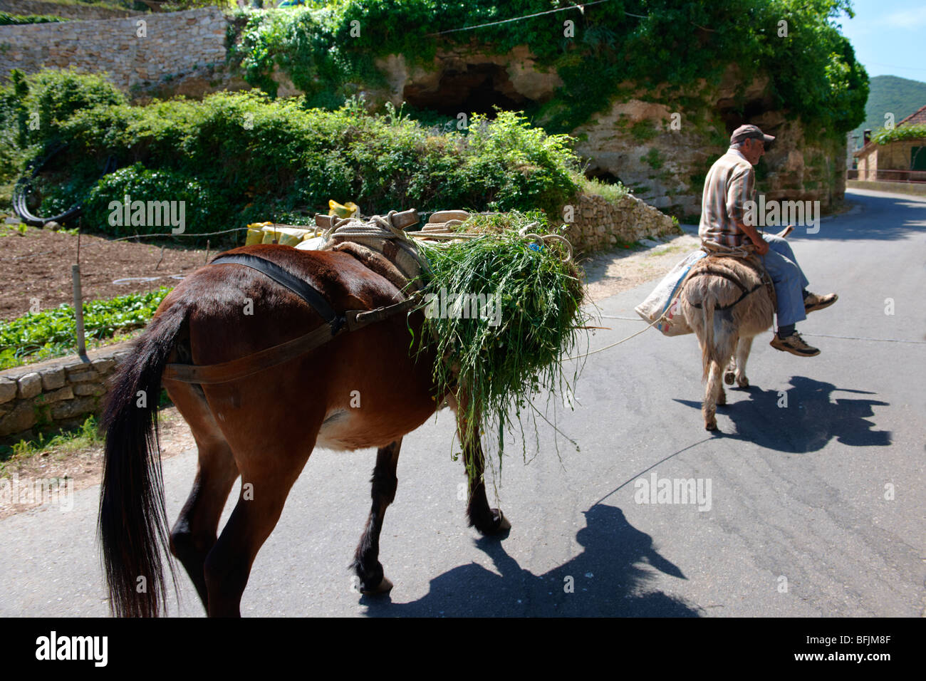 Mann auf einem Esel durch Dol, Insel Brac, Kroatien Stockfoto