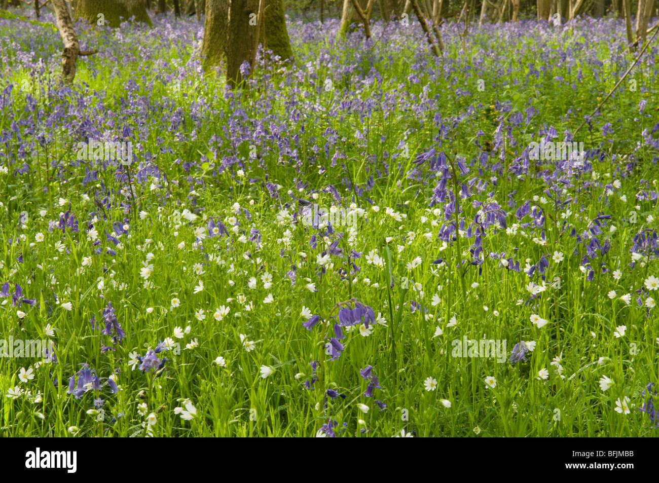 Bluebell (Endymion non-skriptingunterbrechung) oder (Hyacinthoides non-skriptingunterbrechung) mit größerer Sternmiere (Stellaria holostea) im Hazel Niederwald, Sussex, UK, Stockfoto