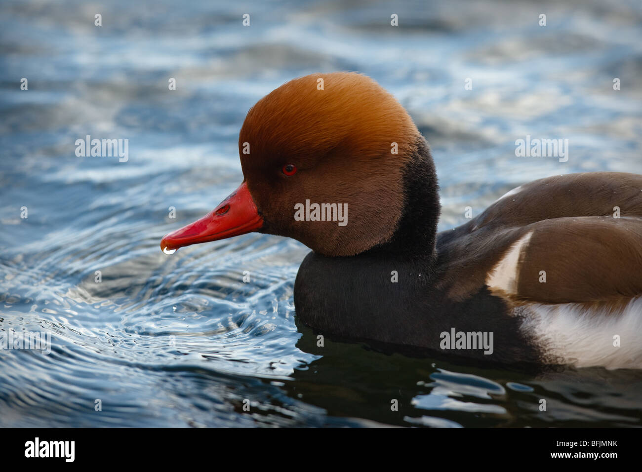 Männlichen rot-crested Tafelenten (Netta Rufina), St Ives, Cambridgeshire Stockfoto
