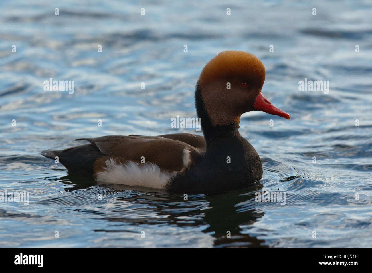 Männlichen rot-crested Tafelenten (Netta Rufina), St Ives, Cambridgeshire Stockfoto