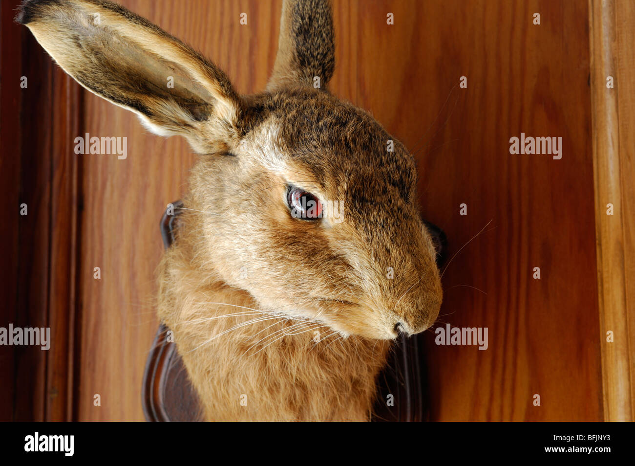 Gefüllte Hasenkopf auf hölzerne Gedenktafel. Stockfoto