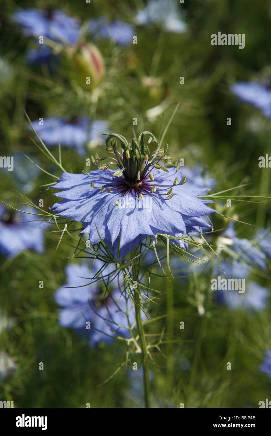 Eine Blume Nigella Damascena. Stockfoto