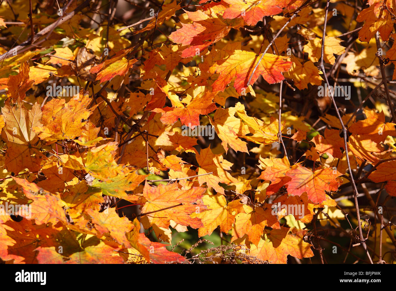 Herbstliche Pracht, Long Island, NY Stockfoto