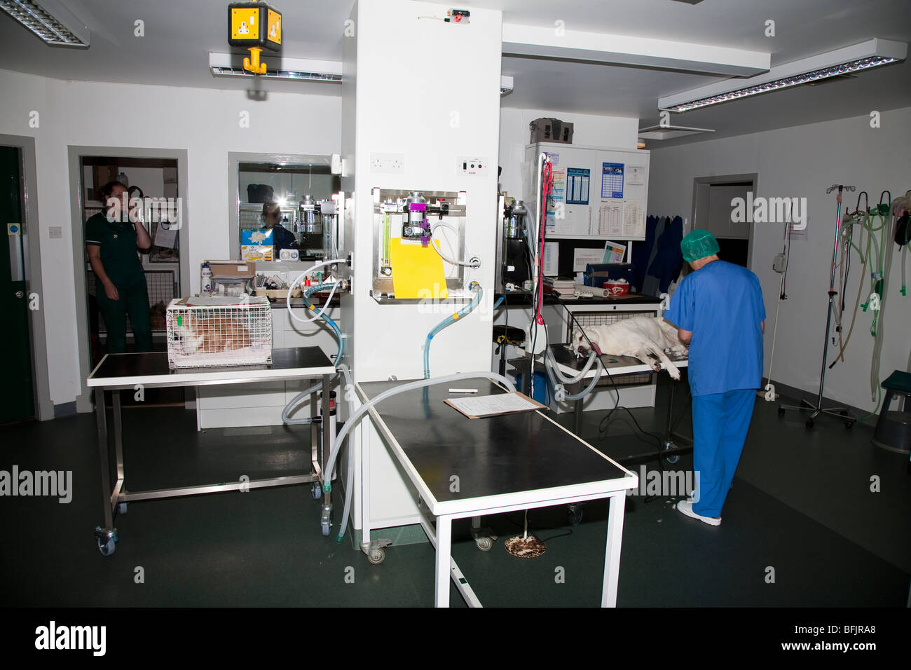 Die Vorbereitung Raum in einer tierärztlichen Klinik in Großbritannien Stockfoto