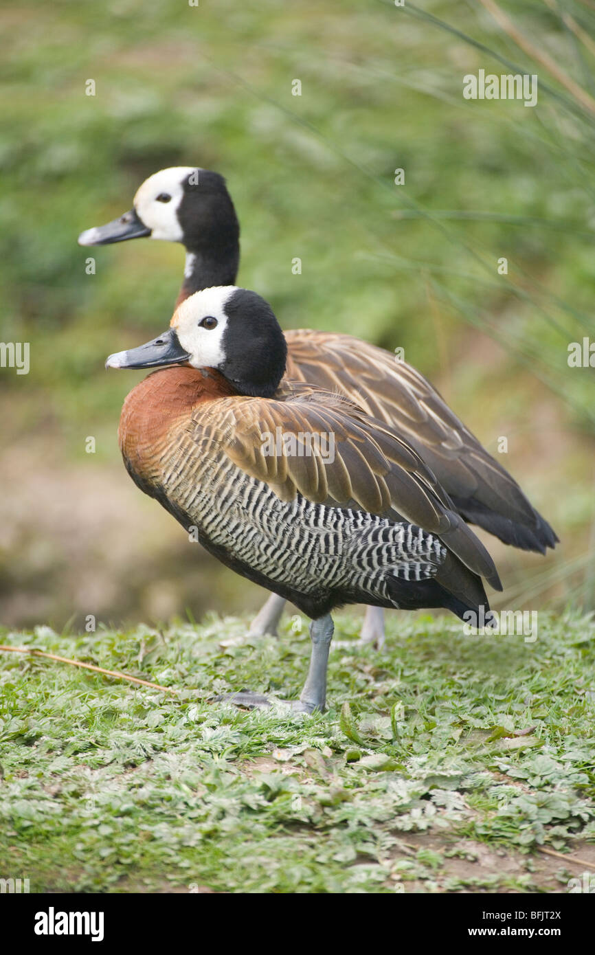 White-faced Whistling Ducks (Dendrocygna viduata). Paar. Sexuell Monomorph. Geschlechter gleichermaßen. Stockfoto