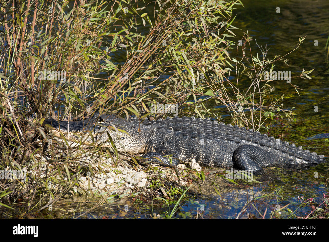 Ein amerikanischer Alligator (Alligator Mississippiensis) betrachtet der Anhinga Trail, Royal Palm, Everglades National Park, Florida Stockfoto