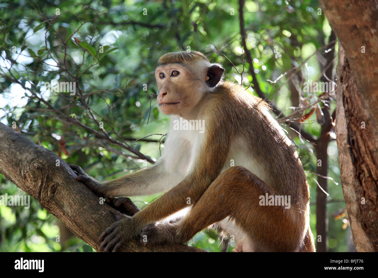 Ein Affe in einem Baum auf dem Gelände von Sigiriya thront. Sri Lanka. Stockfoto