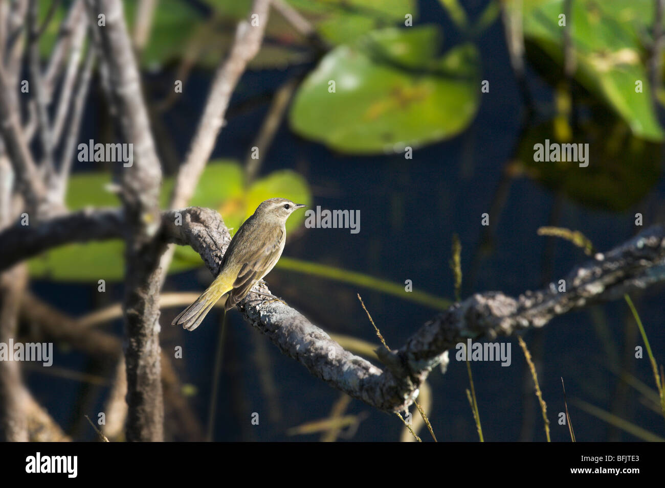 Kleiner Vogel gesehen von der Anhinga Trail, Royal Palm, Everglades National Park, Florida Stockfoto