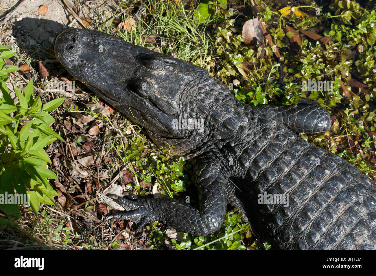 Ein amerikanischer Alligator (Alligator Mississippiensis) betrachtet der Anhinga Trail, Royal Palm, Everglades National Park, Florida Stockfoto