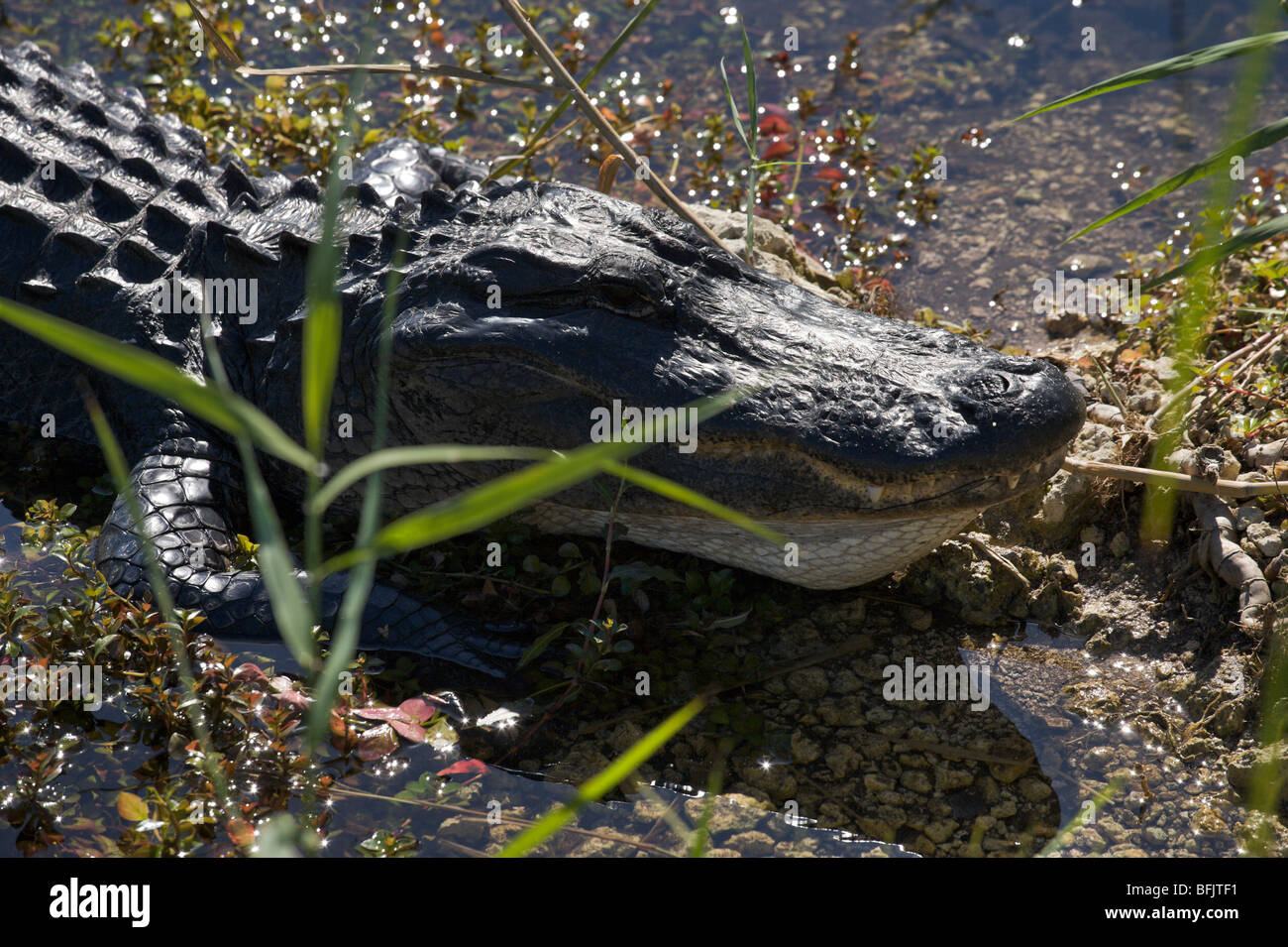 Ein amerikanischer Alligator (Alligator Mississippiensis) betrachtet der Anhinga Trail, Royal Palm, Everglades National Park, Florida Stockfoto