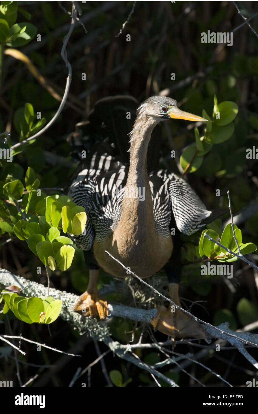 Ein Anhinga (Anhinga Anhinga) an der Anhinga Trail, Royal Palm, Everglades National Park, Florida Stockfoto