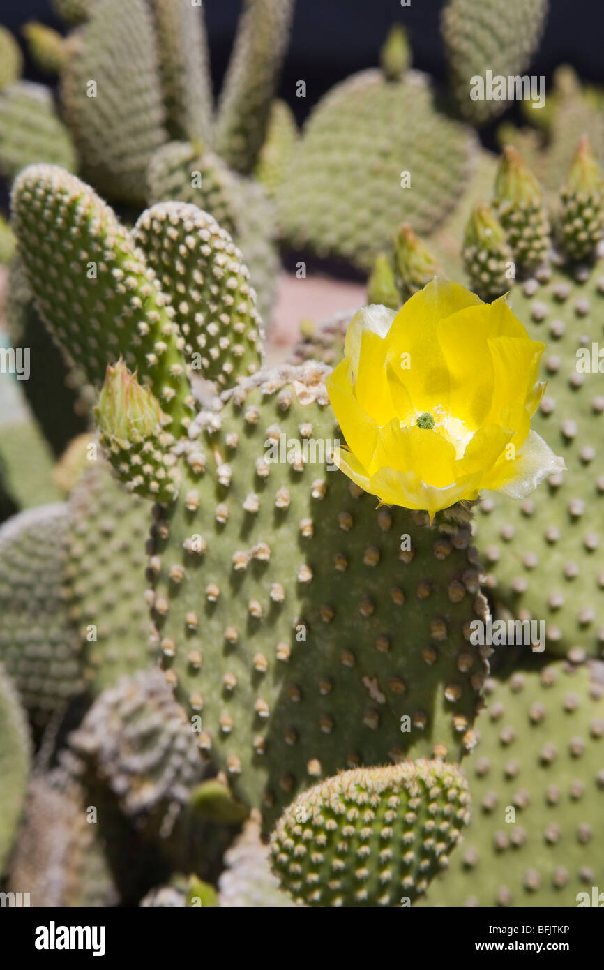 Prickly Pear Cactus, Scottsdale, Phoenix, Arizona, USA Stockfoto