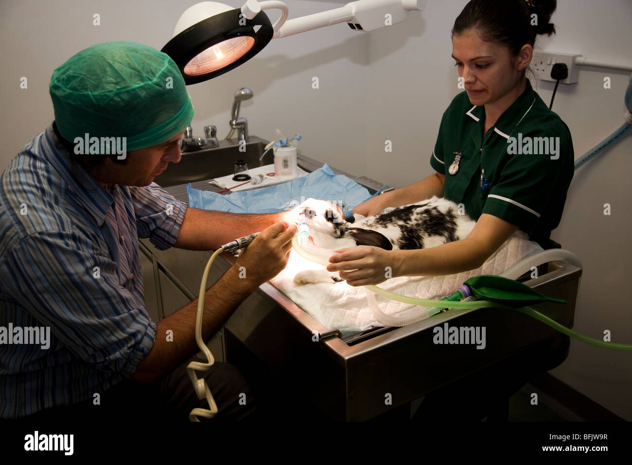 Tierarzt, die Durchführung einer zahnärztlichen Behandlung auf ein Haustier Kaninchen Stockfoto