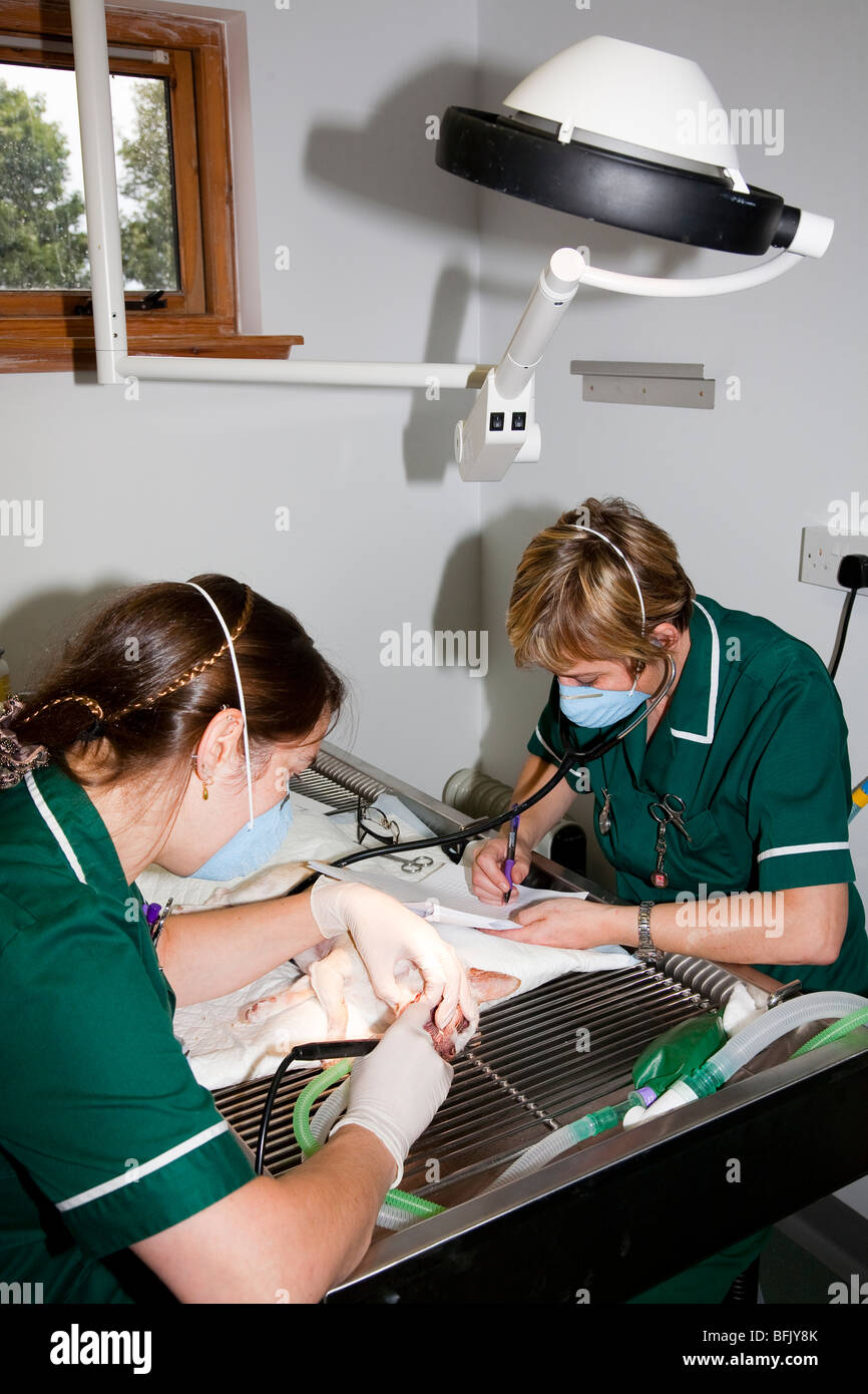 Tierärztliche Krankenschwestern durchführen eine zahnärztliche Behandlung eines Hundes Stockfoto