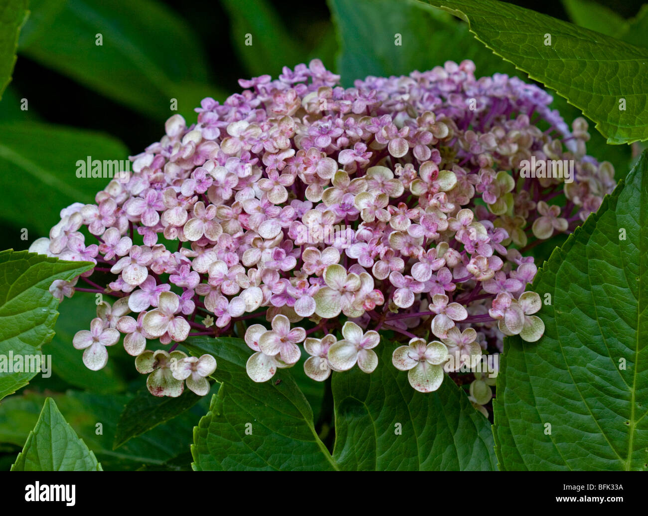 Hydrangea Macrophylla Aleysha Stockfoto