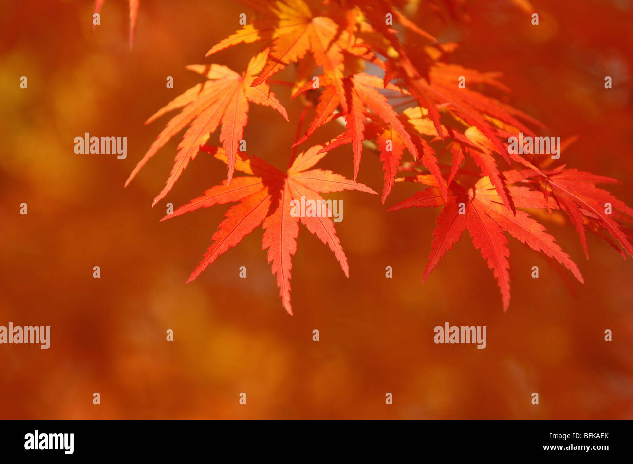 Japanischer Ahorn Baum im Herbst Stockfoto