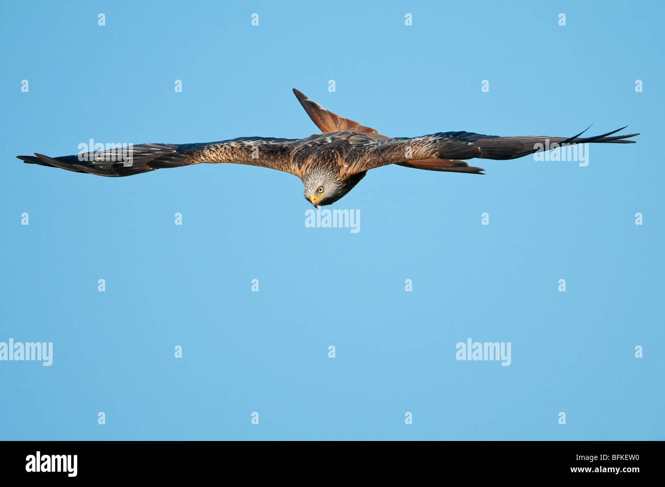 Rotmilan (Milvus Milvus) - red Kite fliegen Stockfoto