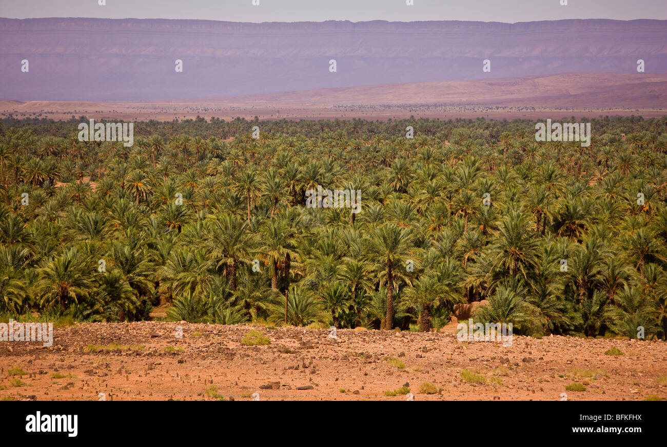 DRAA-Tal, Marokko - Dattelpalmen. Stockfoto