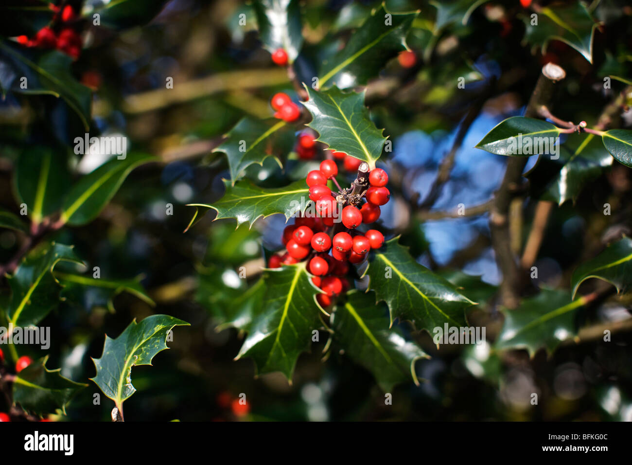 Schließen Sie in Schuss von Zweig der Stechpalme Bush Stockfoto