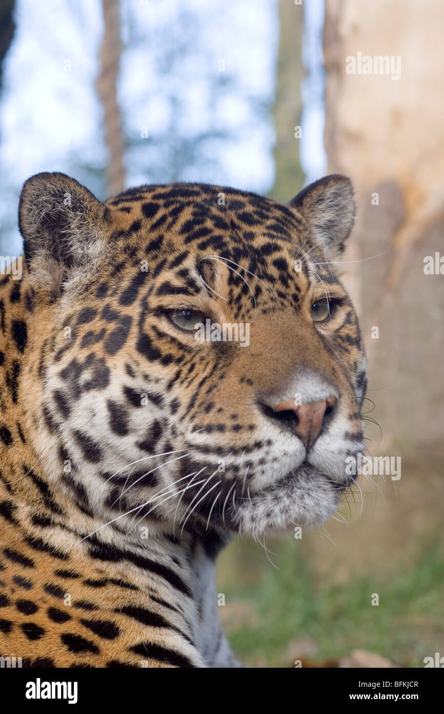 Jaguar (Panthera Onca). Porträt. Stockfoto