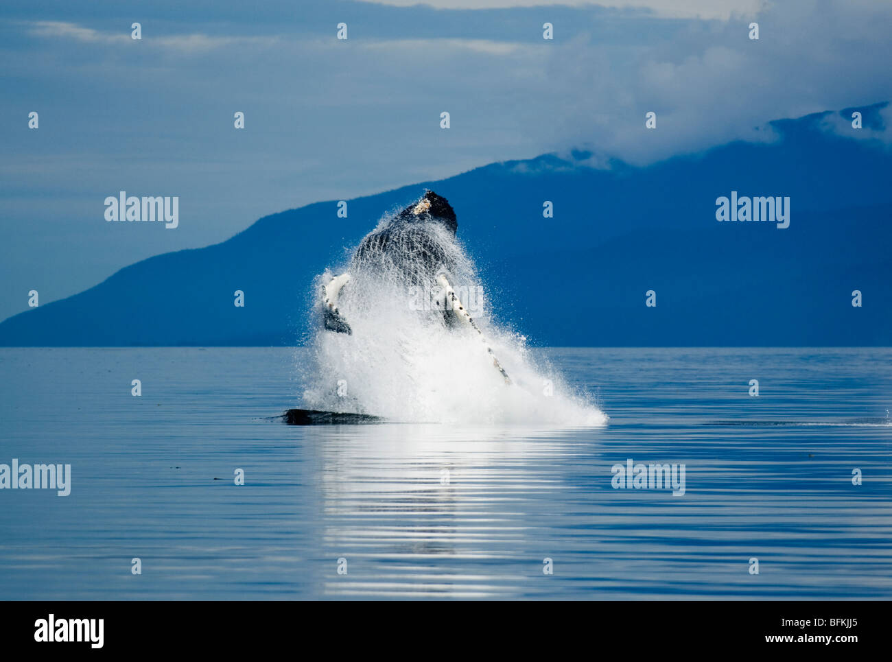 Verletzung, Chatham Straße, Südost-Alaska Buckelwal Stockfoto