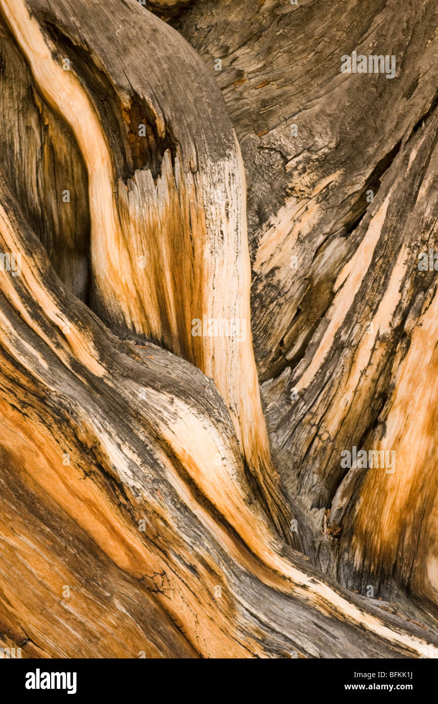 Bristlecone Kiefer (Pinus Longaeva) Detail der alten Holz Texturen, Methusalem Grove, White Mountains, Kalifornien Stockfoto
