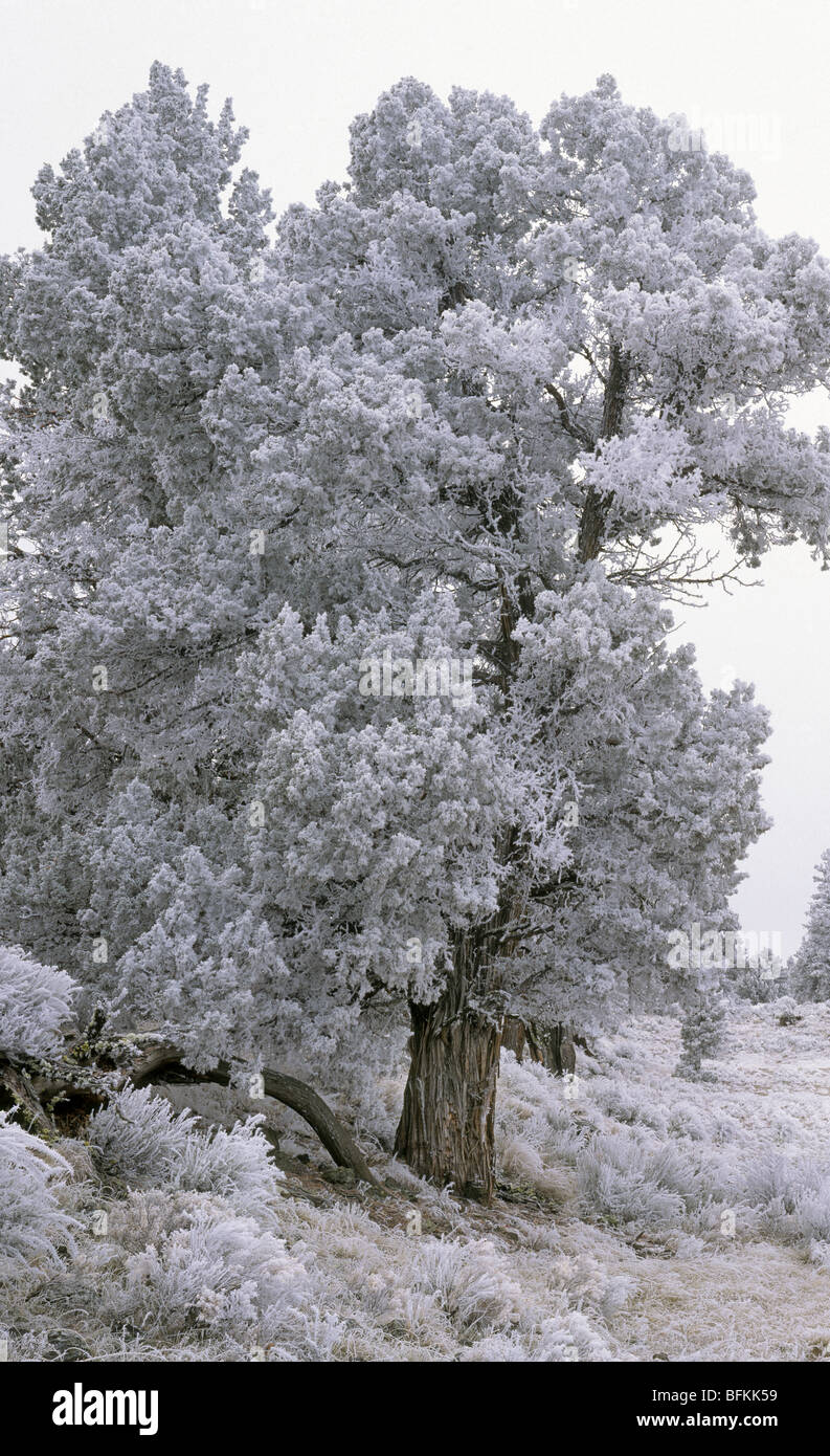 Ein Eis-Sturm deckt die alte Wacholderbäume in Badlands Wildnis in der Nähe von Bend, Oregon, mit Eiskristallen. Stockfoto