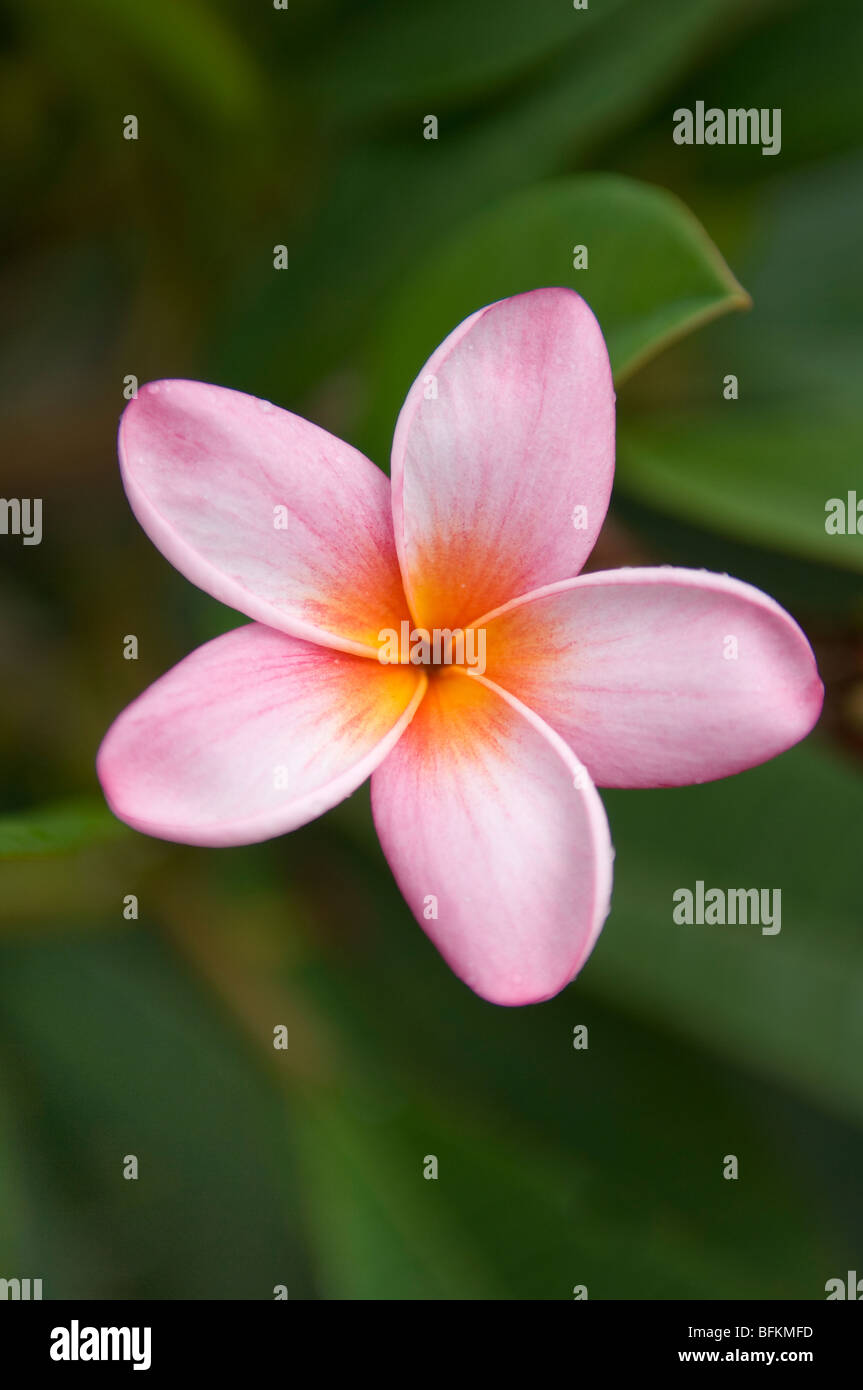 Rosa Plumeria Blüte. Stockfoto