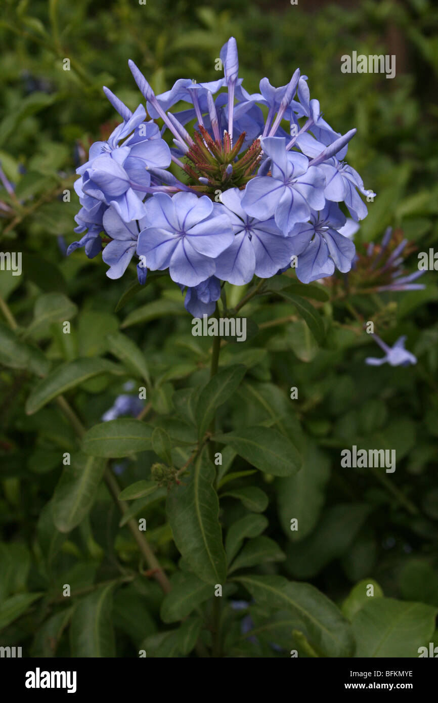 Cape Leadwort Plumbago Capensis Taken in Arusha, Tansania Stockfoto