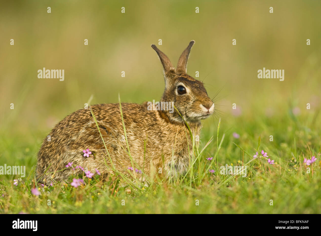 Östlichen Cottontail Kaninchen (Sylvilagus Floridanus) Stockfoto