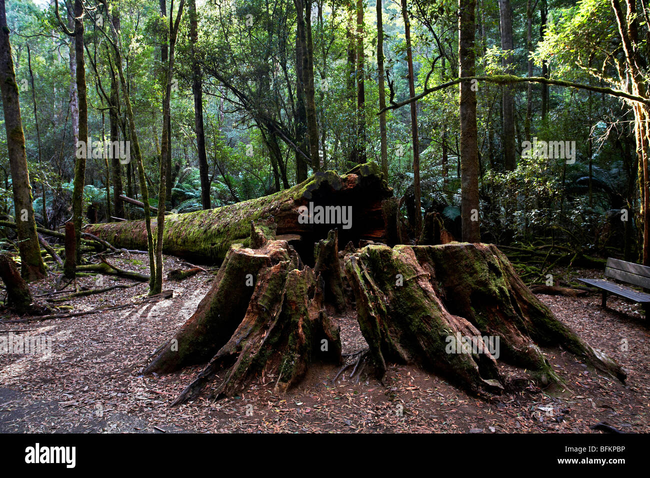 Ein gefällter Baum entlang Russell fällt gehen Tasmanien Australien Stockfoto