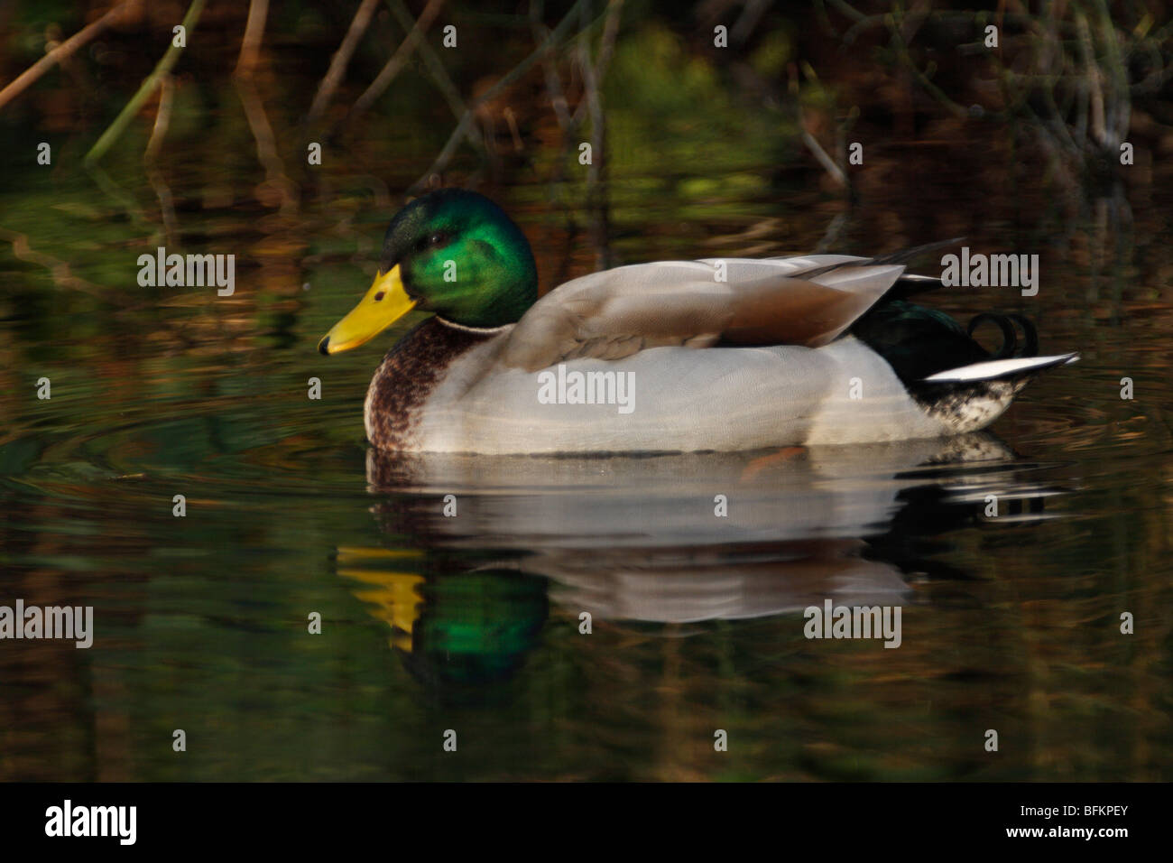 Männliche STOCKENTE Anas platyrhynchos Stockfoto