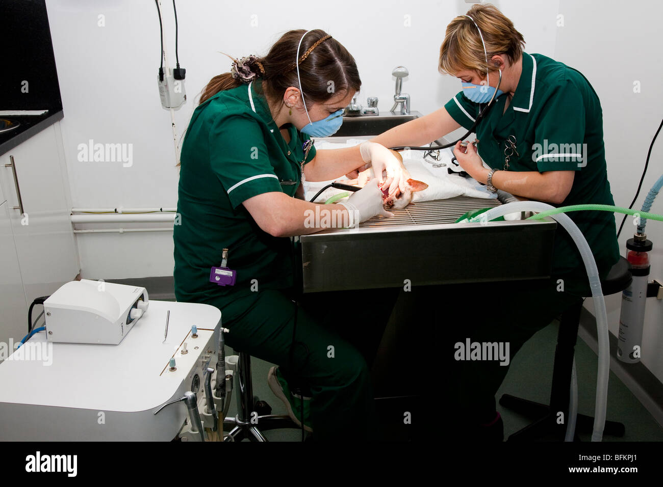 Tierärztliche Krankenschwestern durchführen eine zahnärztliche Behandlung eines Hundes Stockfoto