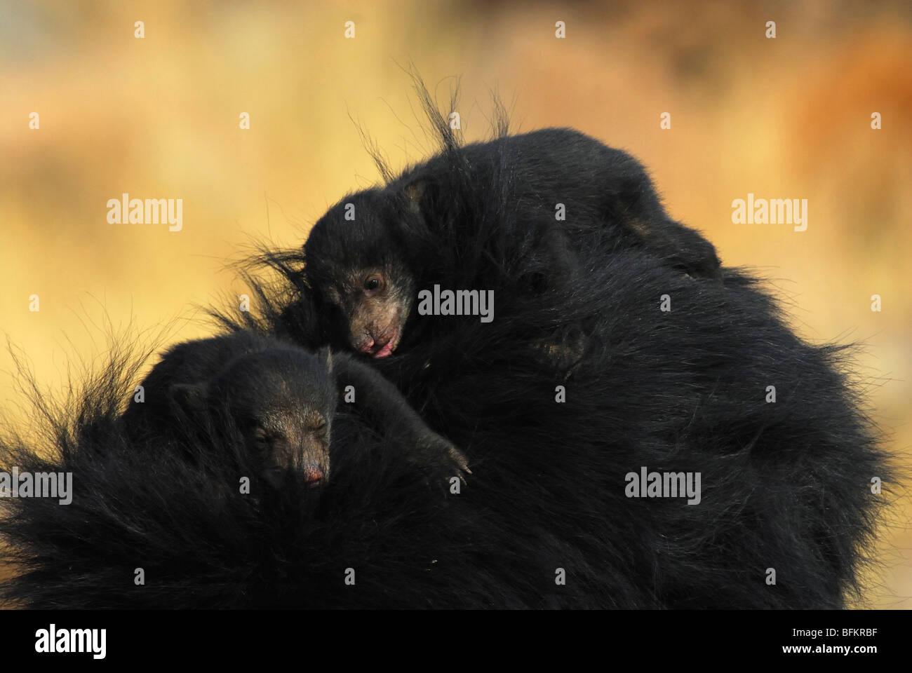 Faultier Bärenjungen auf Mütter Rücken schlafen Stockfoto