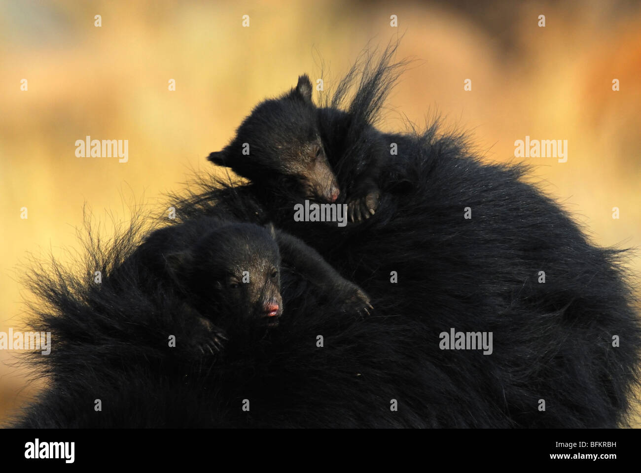 Bärenjungen auf Mutters Rücken schlafen Stockfoto